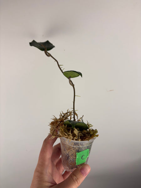 hoya glabra sf004 C