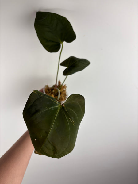 Anthurium BVIT x dark phoenix F