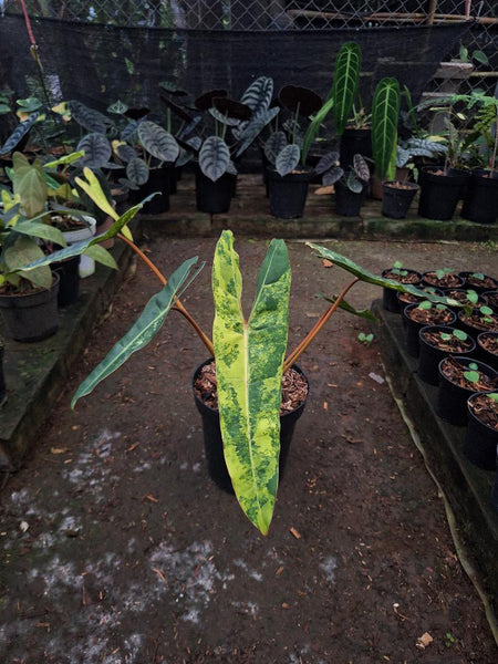 Philodendron Billie variegated