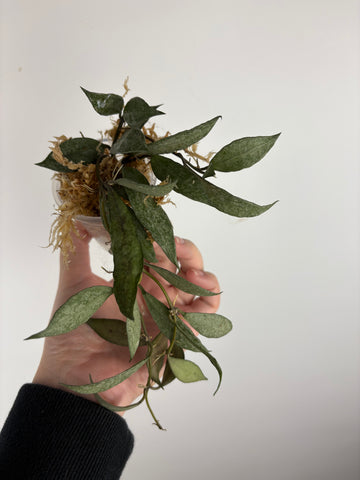 hoya lacunosa white pearl A