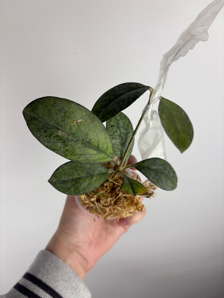 hoya crassipetiolata high splash B