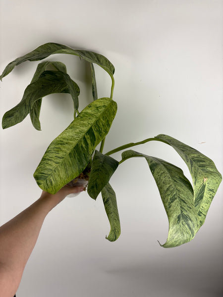 Epipremnum giganteum marble