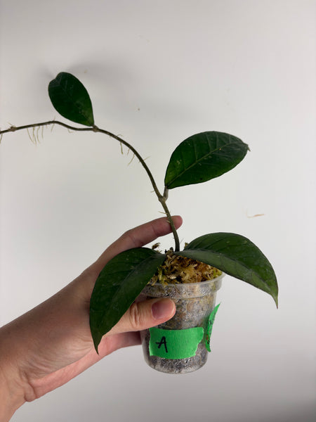 Hoya sp aceh RVD