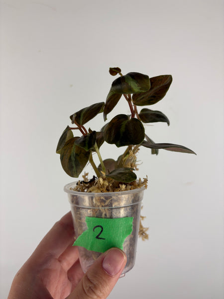 Peperomia columbiana 2