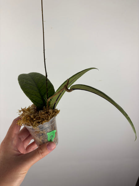 Hoya Meredithii Sp Aceh 2B