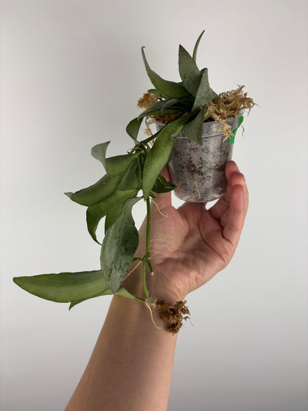 hoya lacunosa silver silvana 1
