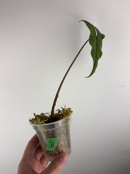 Alocasia shattered glass B