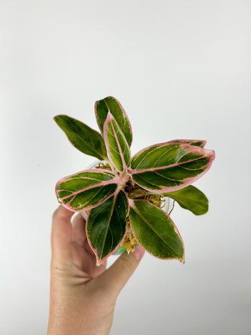 aglaonema lotus delight A