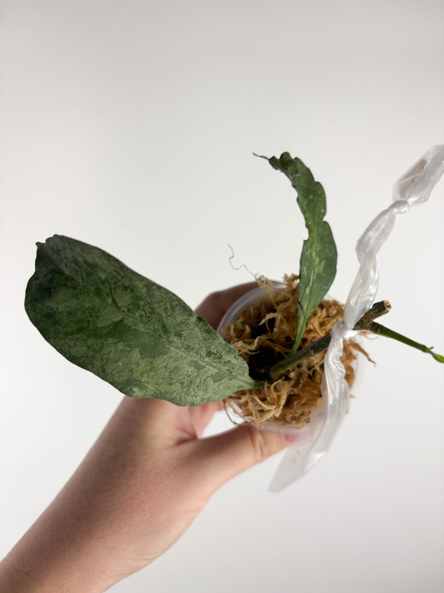 hoya occultata silver A