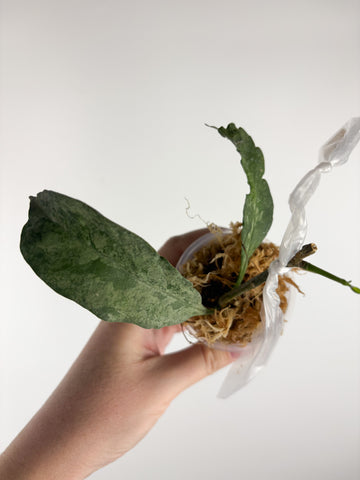 hoya occultata silver A