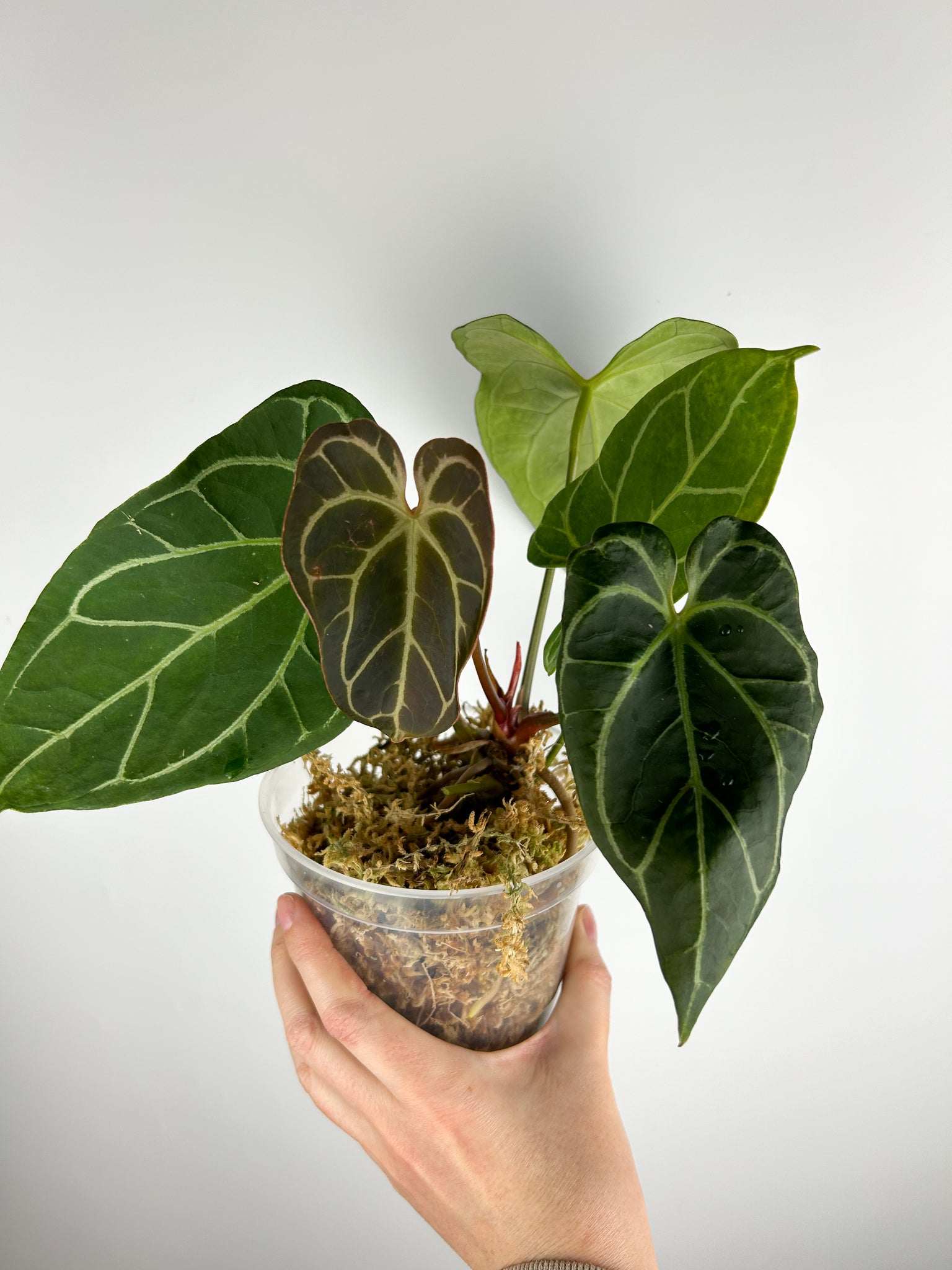 Anthurium stingray hybrid mutation