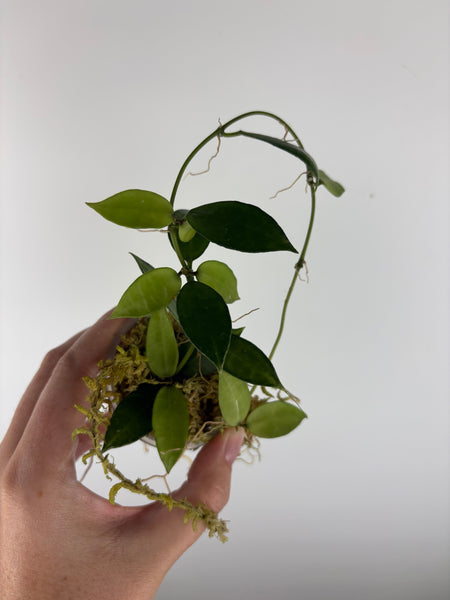 Hoya Lacunosa peridot low var