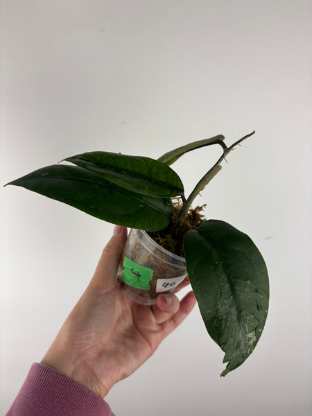 Hoya sp aceh Gomas 4