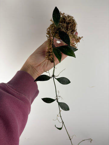 Hoya sp Cianjur splash 1