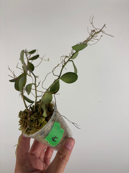 hoya nummularioides silver A