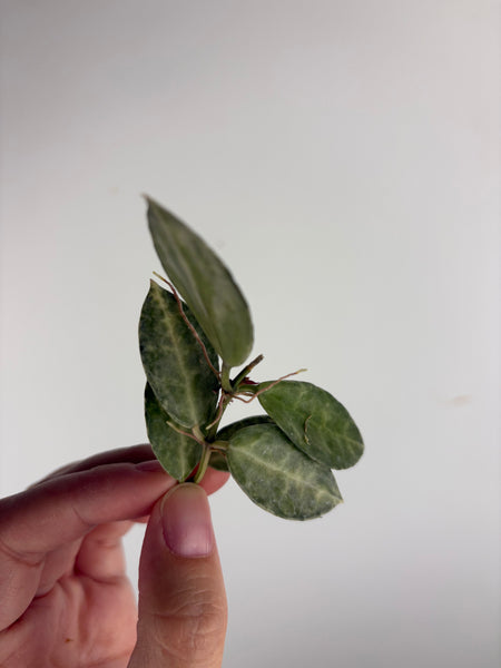 hoya lacunosa peridot cutting