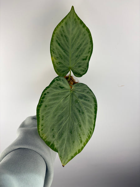 Anthurium silver full chrome