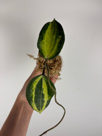 Hoya Latifolia Queensy 2