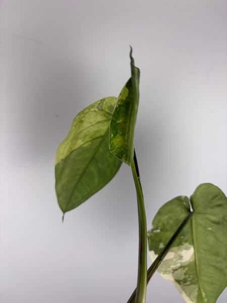 Syngonium chiapense variegated 1