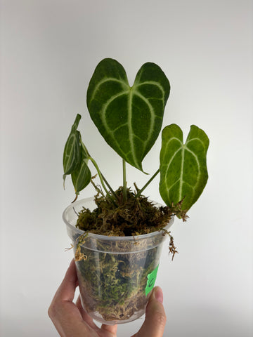 Anthurium King clari original Indonesia C