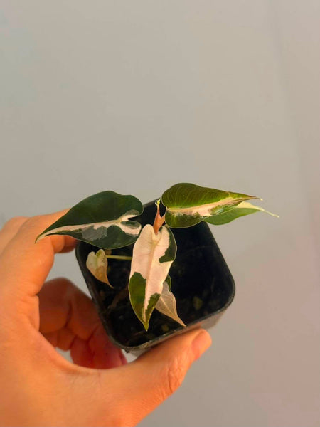 Alocasia bambino lava (Thailand) unacclimated