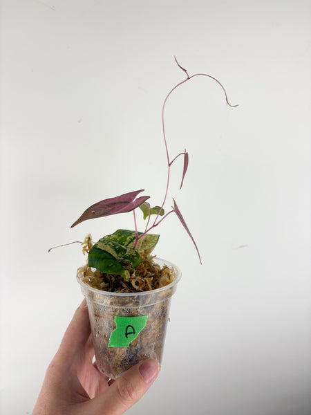 Dioscorea Filiformis ‘Gamma Ray’ A