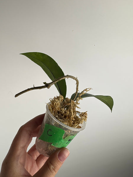 hoya Sp aceh gayo lues C