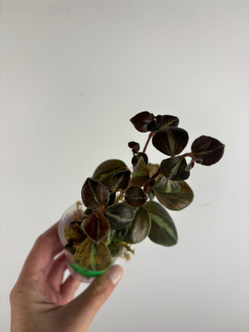 Peperomia columbiana 2