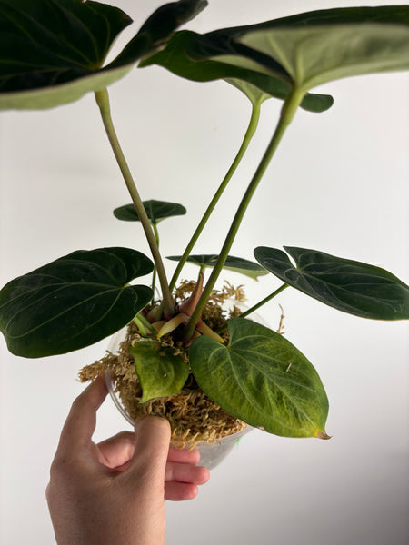 Anthurium king of spades C multi growth