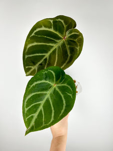 Anthurium hoffmannii x crystallinum C