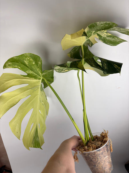 Monstera Pompom - large plant