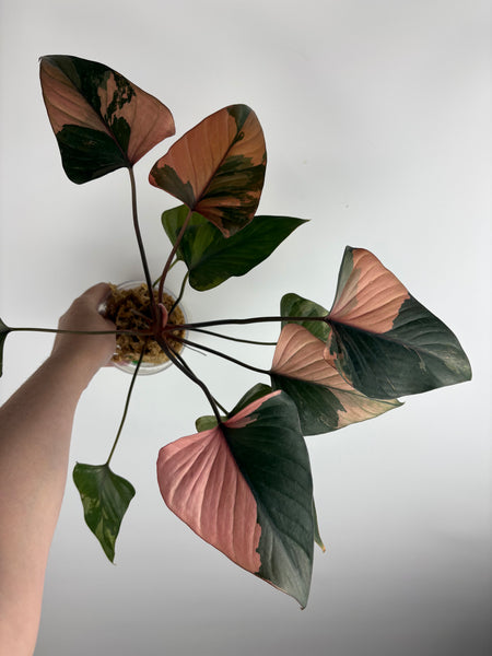 Homalomena pink diamond (Thailand) E