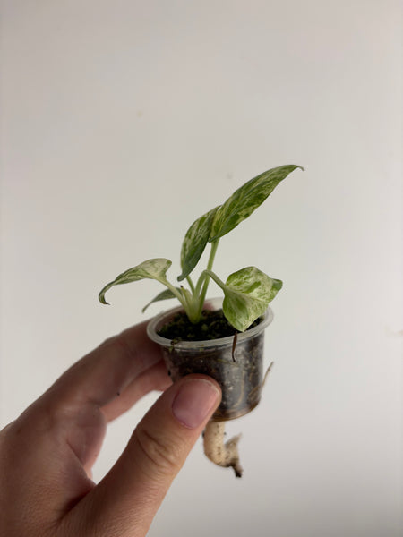 Epipremnum Pinnatum Marble Queen