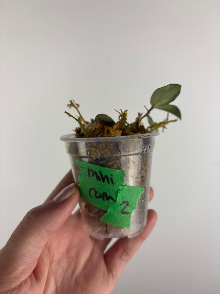 Hoya sp. Kalimantan ('Mini Coin' silver) 2