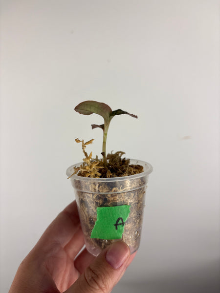 Jewel orchid sp papua A