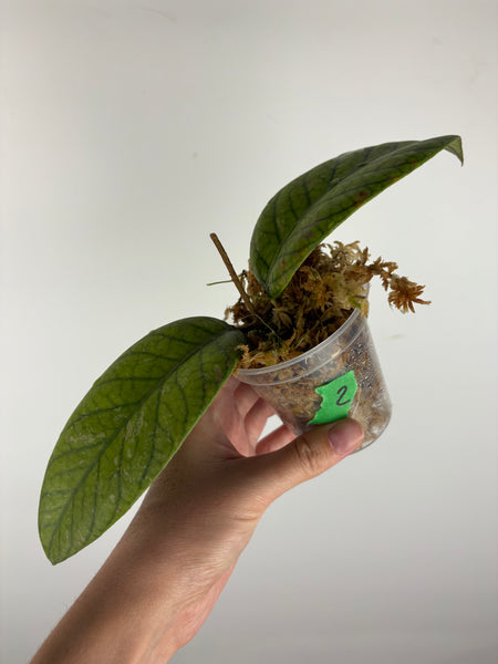 Hoya Meredithii Sp Aceh 2A