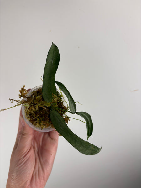 hoya pandurata silver C2