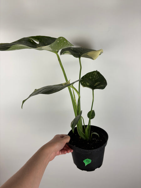 Monstera Thai constellation 6 inch B