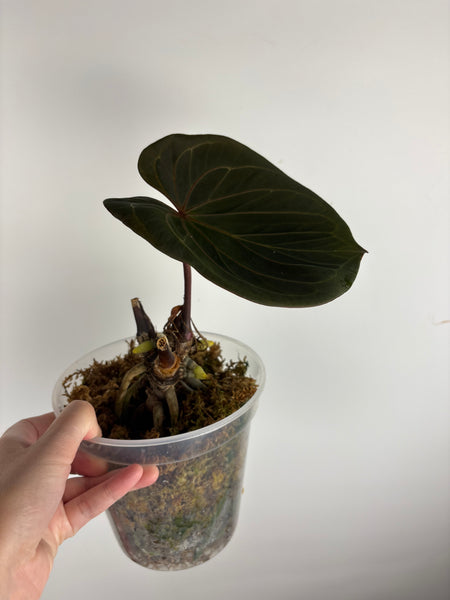 Anthurium king of spades as is