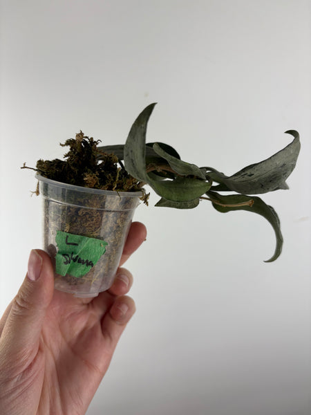 hoya lacunosa silver silvana