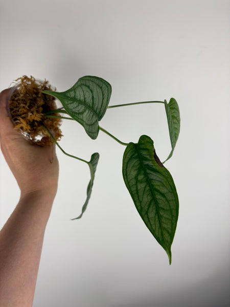 monstera siltepecana el salvador b