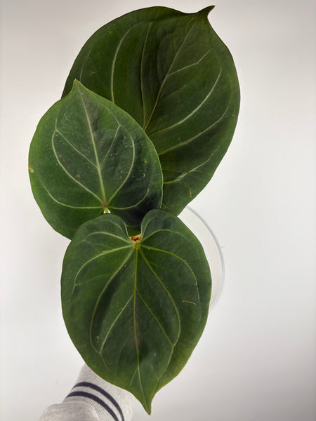 Anthurium King of Spades B large