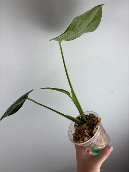 Monstera vietciosa (Thailand) A