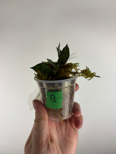 hoya lacunosa black pearl B