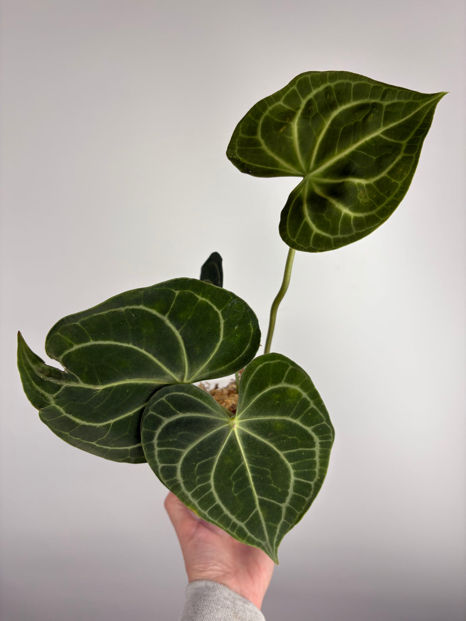 Anthurium clarinervium white spider B