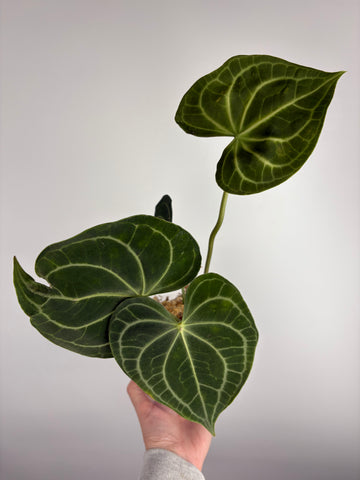Anthurium clarinervium white spider B