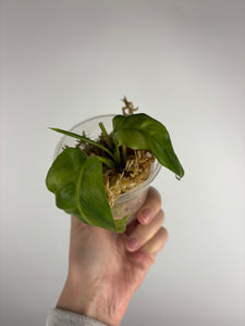 Philodendron Florida beauty x barosaunum (not variegated) A