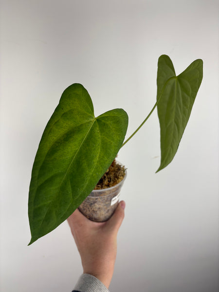 Anthurium dark pheonix x nero D