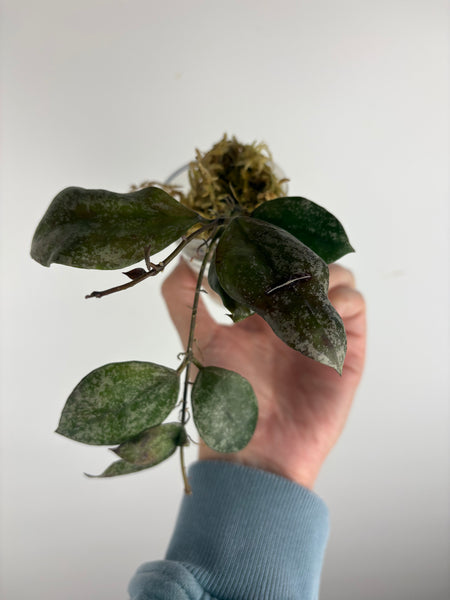 hoya walliniana silver C