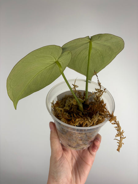 Anthurium silver blush x forgetii A